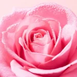 فوم شستشو و پاک کننده ملایم صورت نوکس وری رز NUXE Very Rose Mousse Aérienne Nettoyante